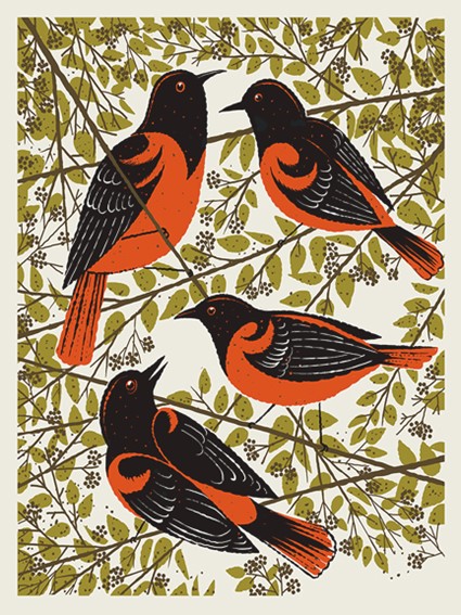 ORIOLE BIRDS