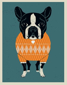 Boston Terrier