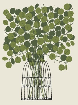 EUCALYPTUS PLANT
